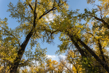 Cottonwood trees framing a beautiful clear blue summer sky