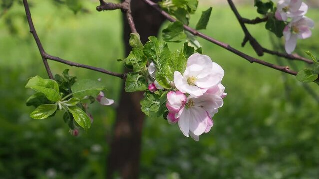 Apple blossom in spring windy garden. White flowers on a branch of an apple tree against the background of a green blurred garden. Footage. Video.