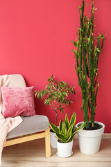 Comfortable armchair and different houseplants near color wall