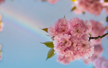 Pink cherry tree blossom flowers blooming in spring or Sakura flower  as Rainbow scene  background in the nature garden