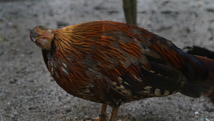 Sri Lankan junglefowl|Ceylon Junglefowl|Gallus lafayette|黑尾原鸡
