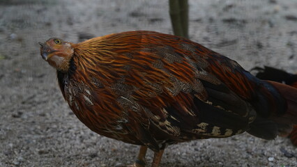 Sri Lankan junglefowl|Ceylon Junglefowl|Gallus lafayette|黑尾原鸡