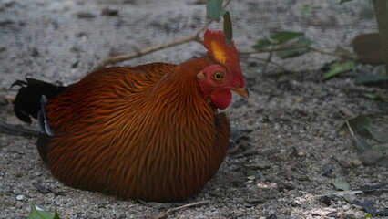 Sri Lankan junglefowl|Ceylon Junglefowl|Gallus lafayette|黑尾原鸡「Sri Lankan Junglefowl」（Gallus lafayette）は、「黑尾原鸡」（こくびげんけい）または「Ceylon Junglefowl」（セイロンジャングルファウル）としても知られる鳥です。