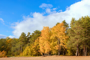 Naklejka premium Eco-trail Komarovsky Bereg. Sunny autumn day on the shore of the Gulf of Finland