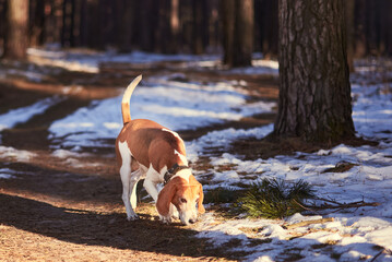 A beagle takes a trail in a forest. - obrazy, fototapety, plakaty