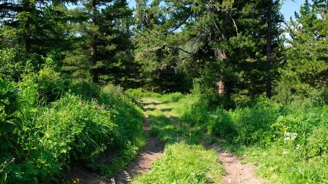 Video of path in Altai mountain forest. of Pinus sibirica сedar forest on the Seminsky mountain pass