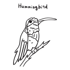 Hummingbird. Vector outline hand drawn illustration.