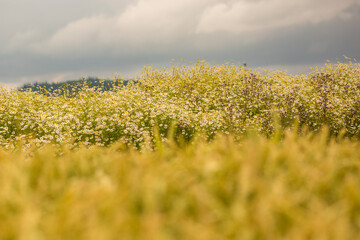Gelbe Blumen wachsen auf einem Feld bei bewölkten Himmel