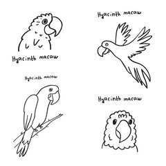 Collection. Hyacinth macaw. Illustrations. Outline vector graphic design on white background.