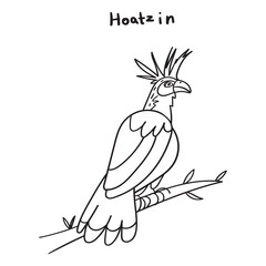 Bird sits on branch. Hoatzin. Vector outline illustration.