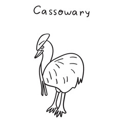 Cassowary. Outline vector hand drawn illustration.