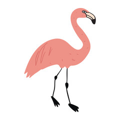 Flamingo. Vector illustration on white background.