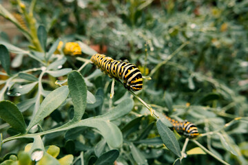yellow caterpillar on a leaf