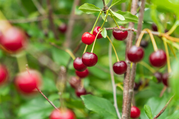 Cherry berries ripen on the tree on a summer day. Selective focus.