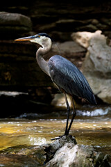 great blue heron