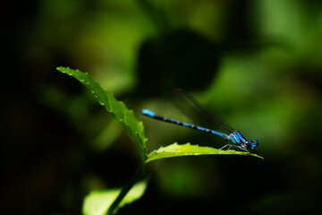 blue dragonfly on a leaf