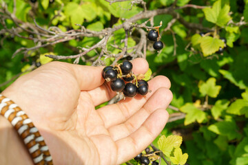 Black currant berries, in the garden in summer. Selective focus