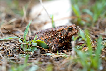 toad in the grass