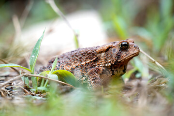 toad in the grass