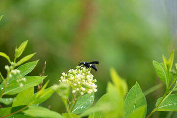 wasp on a flower