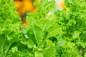 Young seedlings salad in the vegetable garden. Harvest. Selective focus