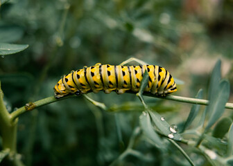 yellow caterpillar on a leaf