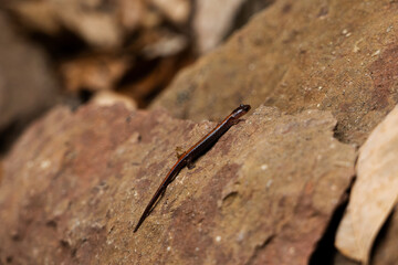 small salamander