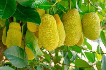 Cempedak fruit on a tree or Artocarpus Integer is a fruit native to Southeast Asia which has a...