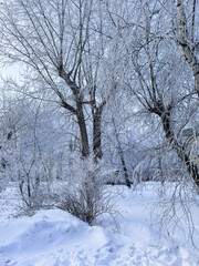 Winter forest landscape, fabulous, magical, rees covered in snow. Vertical photo