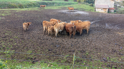 Cows eating hay in cowshed straw in the farm