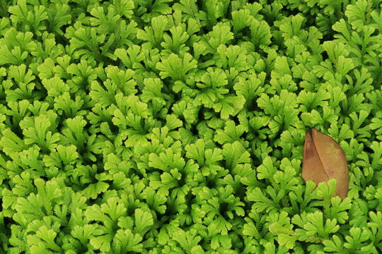 beautiful green leaves as background image