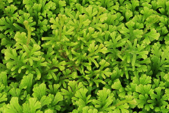 beautiful green leaves as background image