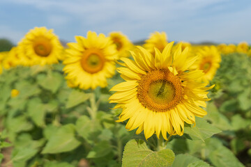 Beautiful sunflower in a field at morning time