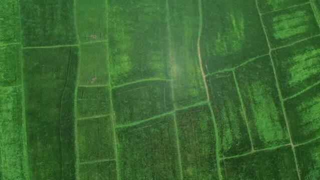 Drone Footage Of Paddy Field in Sri Lanka