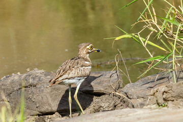 Water thick-knee bird on a mudflat by a river