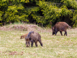 Wild pigs on a meadow by the woods