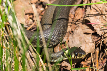Grass snake hiding in the grass