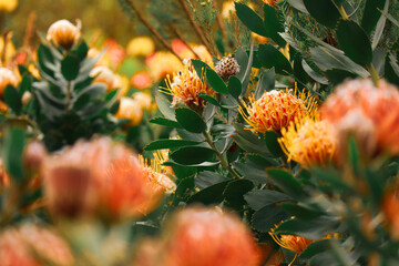 Protea pincushions with selective focus. Orange pincushions found in South Africa fynbos regions. Taken in the Kirstenbosch Botanical Gardens in Cape Town South Africa  - obrazy, fototapety, plakaty