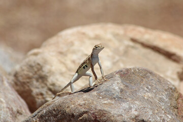 Elegant Earless Lizard (Holbrookia elegans) Basking on Rock in Arizona