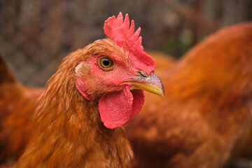 close Portrait free range backyard Red Cockerel rooster chicken country farm