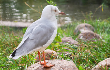 Seagull bird closeup view behind perched on the ground