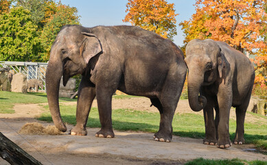Two adult family elephants male female standing zoo Praha feeding eat hay autumn