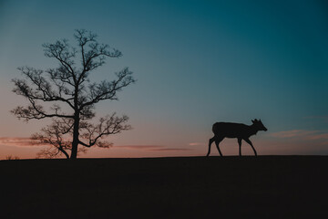 Fototapeta na wymiar 奈良の夜明けと鹿