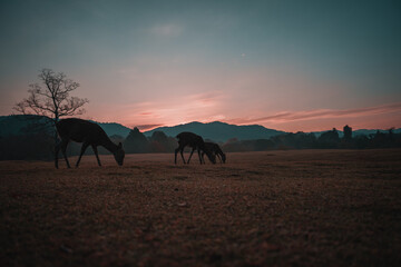 Fototapeta na wymiar 奈良の夜明けと鹿
