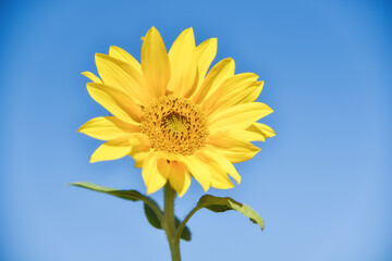 Sunflowers under the sun in sunny days in Asian countries