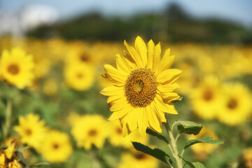 Obraz premium Sunflowers under the sun in sunny days in Asian countries