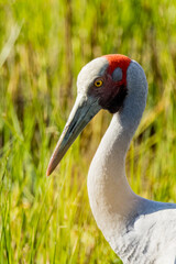 Fototapeta premium Brolga Crane in Victoria, Australia