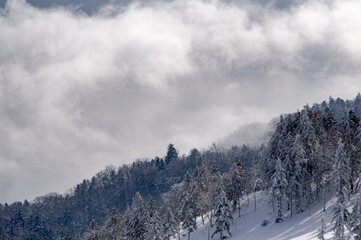 白い雪に覆われた山の斜面の冬の木。雲の背景。日本の北海道の美幌峠。