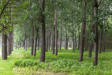 The woods in the wetland Park