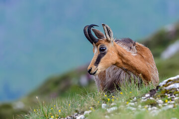 Chamois, Rupicapra rupicapra, hiding behind a mountain side, starring at the camera. Wildlife scene...